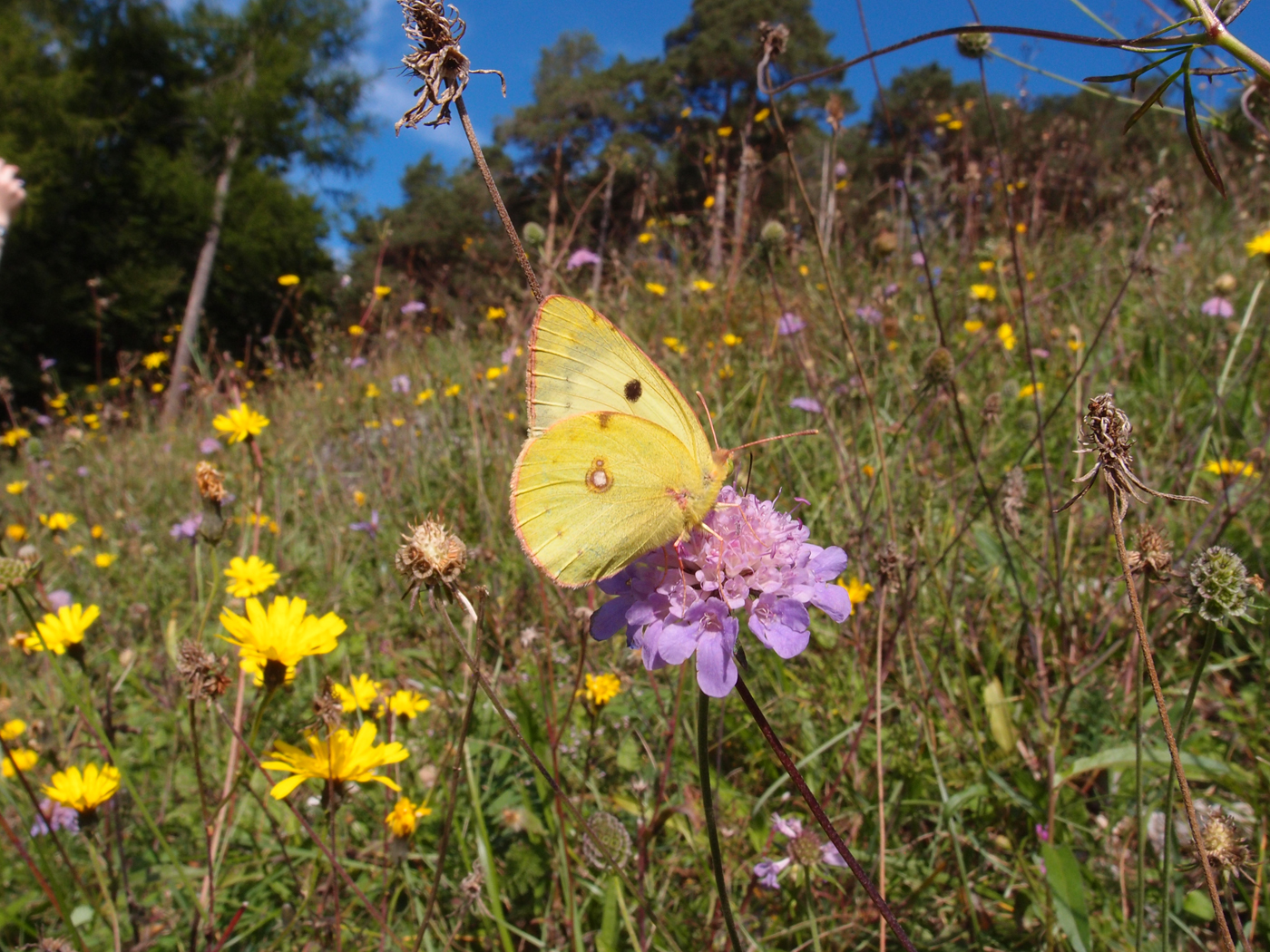  Pale Clouded Yellow  